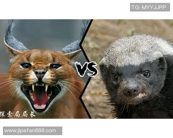 明尼苏达与达拉斯激战正酣谁将赢得这场精彩对决 明尼苏达与达拉斯激战正酣谁将赢得这场精彩对决